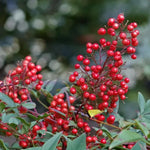 Domestic Nandina Shrub, Ornamental Nandina Plant Live 6 to 9 Inch Tall in 2.5 Inc Pot, Nandina Live Plant