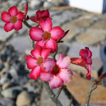 Live Desert Rose Plants, Adenium Desert Rose Bushes, 4-7 Inches Tall for Indoor or Outdoor Planting (Red)