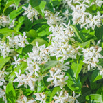 2 Star Jasmine Plant Live, Jasmine Flower Plants Fragrant Perennial Vine Garden, 4-7'' Tall