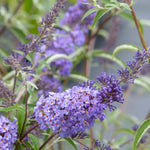 Pack 2 Butterfly Bushes Live Plant, Fragrant Buddleia Bush Shrub, 4 to 9 Inch Tall (Light Blue Blooms)