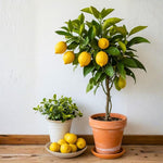 Grafted Meyer Lemon Tree Live 1.5-2 Ft Tall, Citrus Fruit Tree for Patio Containers, Backyard and Indoor Growing, Fruit Bearing Lemon Trees