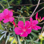 2 Oleander Live Plants, 4 to 6 Inches Tall, Pink Oleander Plants Live, Oleander Well Rooted, Live Oleander Plants for Planting