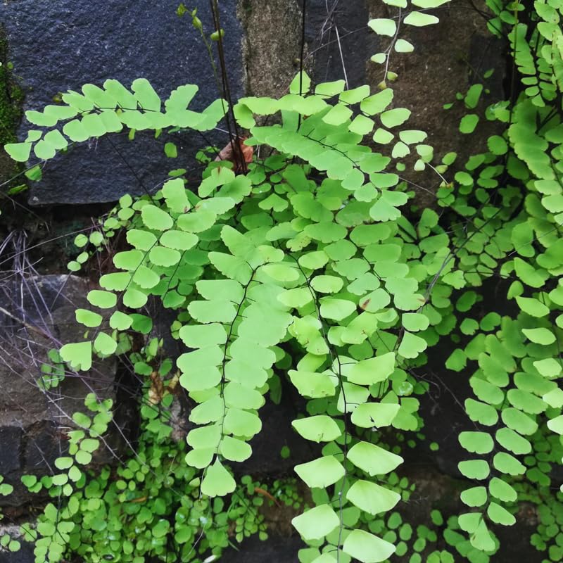 Set of 20 Maidenhair Fern Roots, 4 to 6 Inc Fern Plant Live for Growing