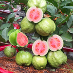 Sweet Pink Guava Tree Live Plant for Outdoor Planting, Tropical Fruit Tree Fragrant and Sweet, Starter Size, 5-9" in Tall