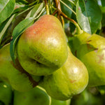Pear Tree Plant Live, Sweet Crisp Fruit Tree, 1.5-2.5 Ft Tall