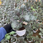 2 Pots Red Kale Plants, 4 Inch Pot Kale Plants Live for Planting Indoor Outdoor Home Garden, Containers, Live Vegetables Plant
