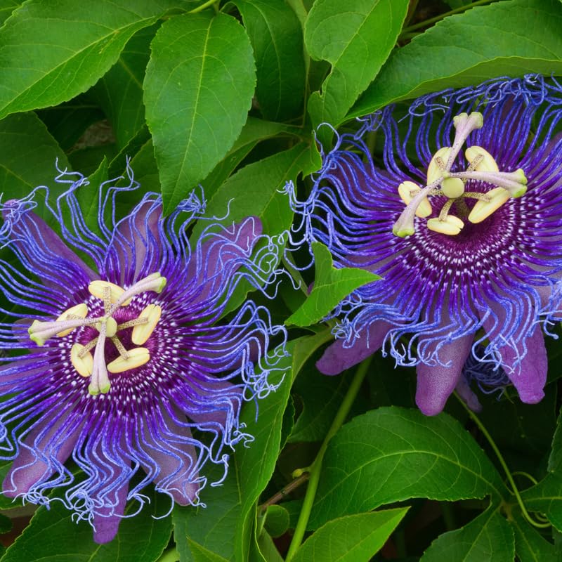 Deep Purple Passion Flower Plant Live, Passiflora Flowering Vine, Trailing Passion Flowers 4 to 8 Inch Tall