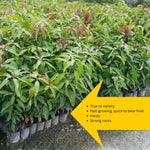 1 Year Old Mango Tree Live Plant Seedling in Gallon Pot, Fully Rooted for Zones 9-11, Cold Hardy, Ready to Planting Outdoor, Full Sun, Tommy Atkins Mango Plant, No CA