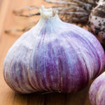 1 Pound Garlic for Planting in Fall Hardneck, 5-6 Purple Garlic Bulbs for Planting, Fresh and High Yield Bulb Variety Pack, Hardy and Fast Growing