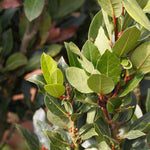 Bay Leaf Tree Plant, Sweet Bay Leaf Tree, 7-10 Inches Tall, Laurus Nobilis in 4 Inch Pot for Growing