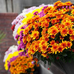 3 Hardy Chrysanthemum Plants Live, Mixed Mums Plants Live, 5 to 7 Inc Tall, Chrysanthemum Flowers Perennials Gardening Outdoor