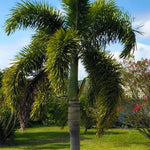 Palm Tree Live Plant Indoor Outdoor, Rare Succulent Palm Houseplant for Indoor or Outdoor Growing, 1 Gallon Pot, White Flowers Red Fruits