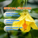 Yellow Abutilon Live Plant 4–7 Inches Tall, Flowering Lantern Plant for Indoor Outdoor Garden, Ornamental Flower Plants for Patio Containers or Garden Beds
