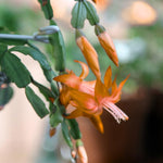 Live Salmon Christmas Cactus Live Plant 4–6 Inches Tall, Winter Blooming False Thanksgiving Cactus Well Rooted, Flowering Houseplant for Home and Office