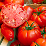 2 Bigbeef Tomato Plants Live, 4-8 Inch Tall, Tomato Live Plants Well-Rooted for Garden