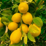 Meyer Lemon Bush Live Plant in 1 Gallon Pot, Air Layered Lemon Tree, Fragrant Yellow Citrus Fruit for Patio, Container, Indoor, or Outdoor Growing