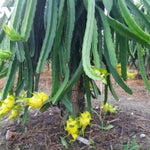 Yellow Dragon Fruit Plant Live, Live Dragon Fruit Plant, Between 4 and 6 Inches Tall, Dragon Fruit Live Plant for Garden, Dragon Fruit Tree Live Plant