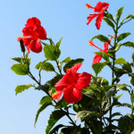 Set of 7 Red Hibiscus Cuttings, Hibiscus Flowers Plants, Tropical Flower Plant for Outdoor Gardening