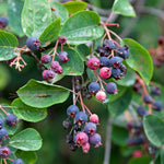 Serviceberry Live Plant, Berry Bush Plant, 1-2 Ft Tall