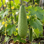Luffa Plant Live, Live 2 Loofah Sponge Starter Plant from 4 to 6 Inches Tall, Climbing Vegetable for Outdoor Planting