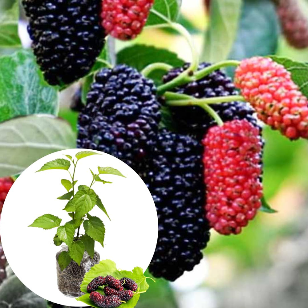 Mulberry Tree Live Plant 5 to 8 Inc Height, Sweet Mulberry Bush Live Plant, Mulberry Plant Live (Illinois Mulberry)
