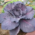 Red Cabbage Plants Live for Planting, 4 Inch Pot, Vegetable Cabbage Plants, Easy Care Plant for Outdoor Home Garden