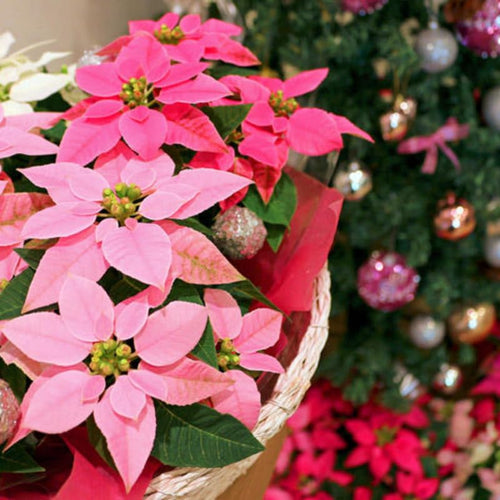 2 Multi Varieties Poinsettia Plants Live, Pink Poinsettia Flowers for Holiday Christmas Gift, Decoration Houseplant 5-10" in Tall, No Pot