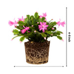 Christmas Cactus Plants Live, Flowering Thanksgiving Cactus with Vibrant Blooms, 4-7'' Tall, Easy-Care Indoor Houseplant (Pink Blooms)