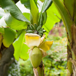 Banana Plant Live, Basjoo Banana Tree Live Plant, Hardy Banana Fruit Seedling 4 to 8 Inch Tall, Indoor Outdoor