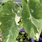 Colocasia Elephant Ears Live Plant, Alocasia Plant, Esculenta Taro Live Houseplant, 5-7 Inc Tall (Bicolor)