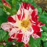 Climbing Roses Live Plants, Rose Bushes Ready to Planting, No Pot, Cut Back, Well Rooted, 6-8 Months Old (Fourth of July)
