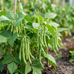 2 Bush Bean Plants Live, Green Bean Plant Live for Planting, 3-5 Inc Tall