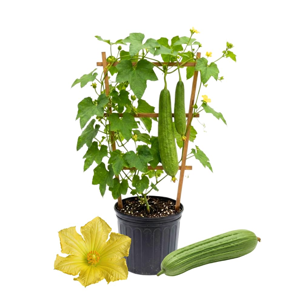 Loofah Plant Live, Luffa Plant Live, 4 Inc Pot, 4-6 Inc Tall, Luffa Live Plant for Indoor Outdoor Planting