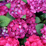2 Random Change Color Hydrangea Live Plants, Hydrangea Tree Plant, 4-6 Inches Tall, Indoor Outdoor Decorative Flowering Plant, Summer Planting