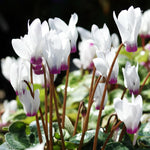 Set of 2 Cyclamen Plants Live, Hardy Cyclamen Plants, Vibrant Blooming Houseplant, 4 Inch Pot for Planting (White)