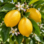 Yellow Lemon Live Tree, Citrus Starter Plant, 3-5 Inches Tall