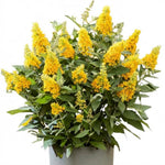 2 Butterfly Bush Live Plants, Yellow Buddleia Shrubs, 5–9 Inch Tall, Fragrant Flowering Shrubs, No Pot