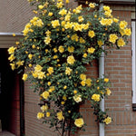 Climbing Roses Live Plant, Yellow Rose Climbing Bushes for Planting, No Pot, Cut Back, Well Rooted, No Leaf for Planting
