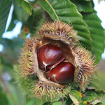 2 Bare Root Chestnut Trees Live, 2–3 Ft Dormant Seedlings, Cold Hardy Nut Trees for Outdoor Planting Spring