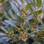Live Bay Leaf Tree Plants, 2 Laurus Nobilis Sweet Bay Plants, 5-7 Inch, Home Garden