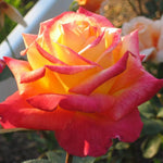 Peace Rose Bush Live Plant, Rose Plant Live for Planting, 5-10 Inch Tall, Fragrant Flowers Well Rooted Starter Plant Indoor Outdoor