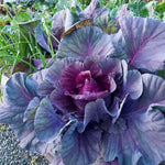 Red Cabbage Plants Live for Planting, 4 Inch Pot, Vegetable Cabbage Plants, Easy Care Plant for Outdoor Home Garden