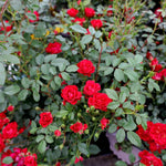 Rose Bush Live Plant, Rose Plant Live for Planting, 5-10 Inch Tall, Fragrant Flowers Well Rooted Starter Plant Indoor Outdoor (Red Rose)