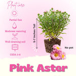 Aster Live Plant, Aster Plant Live, Perennial Asters Plants, Vibrant Flower Blooms, 5-7 Inches in Height for Growing (Pink)
