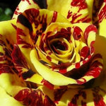 Yellow Deep Red Striped Climbing Rose Live Plants Bushes Fragrant Well Rooted - No Leaf - Cut Back for Planting, No Pot, 5-9 Inc Tall
