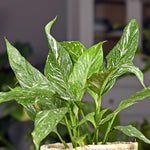 2 Variegated Peace Lily Live Houseplant - Live Indoor Houseplant with Elegant Leaves - 5 to 9 Inc Tall