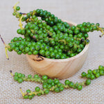Black Pepper Plant Live, Piper Nigrum Plant, 3 to 6 Inc Tall, Live Pepper Plant Outdoors, Black Pepper Well Rooted, Black Pepper Tree Live Plant, Black Pepper Starter Plant for Growing