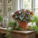 Escargot Begonia Plant Live 4-6 Inches, Starter Begonia Well Rooted, Colorful Foliage Plant for Indoor Decor and Patio Pots