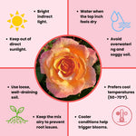 Rose Live Plant, Roses Flower Plant, Fragrant Flower for Planting, 4-6 Inches Tall, Bush Shrub Plants, Well Rooted, Ready to Grow (Orange Rose)
