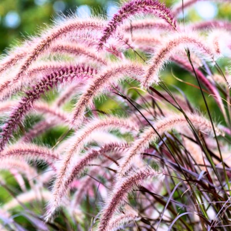2 Fountain Grass Plants Live, 5-9 Inch Tall Ornamental Grass Live Plants for Landscaping and Garden Borders (Red Purple Fountain Grass)